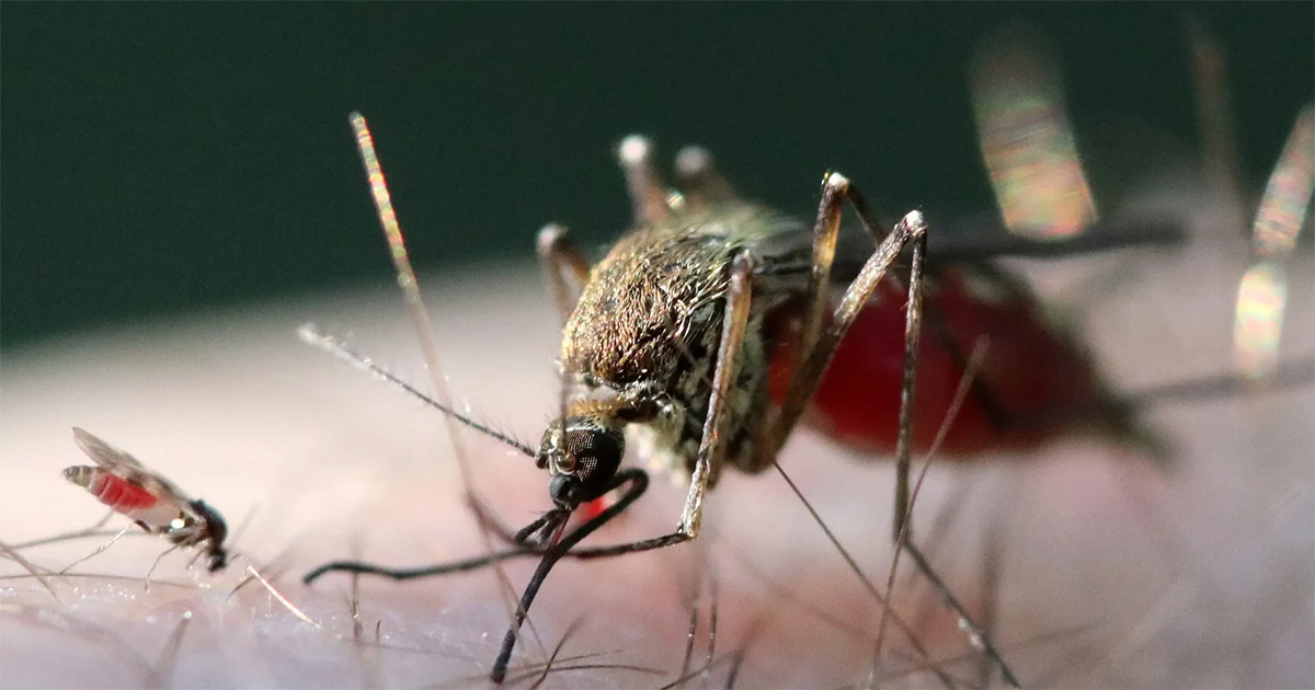Febre oropouche atinge recorde de casos no Brasil, com mais de 10 mil registros em 2024