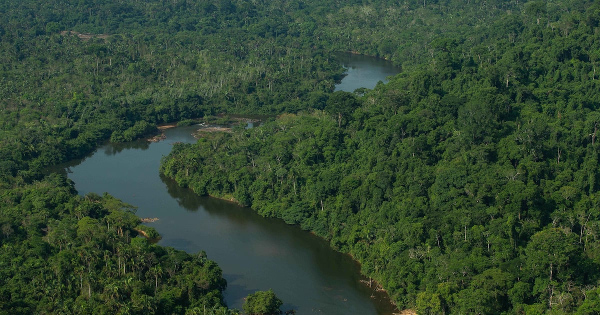 Brasil busca apoio internacional para fundo de conservação florestal de US$ 125 bilhões na COP-30