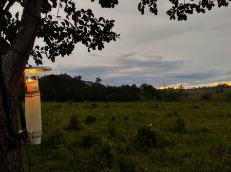 Desmatamento na Amazônia aumenta risco de malária, aponta estudo sobre saúde e conservação florestal
