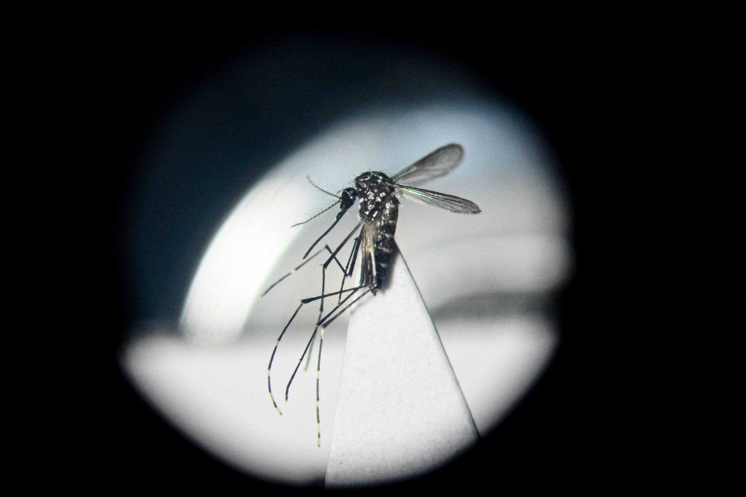 Chikungunya avança globalmente com mudanças climáticas e já afeta milhões de pessoas em diversas regiões