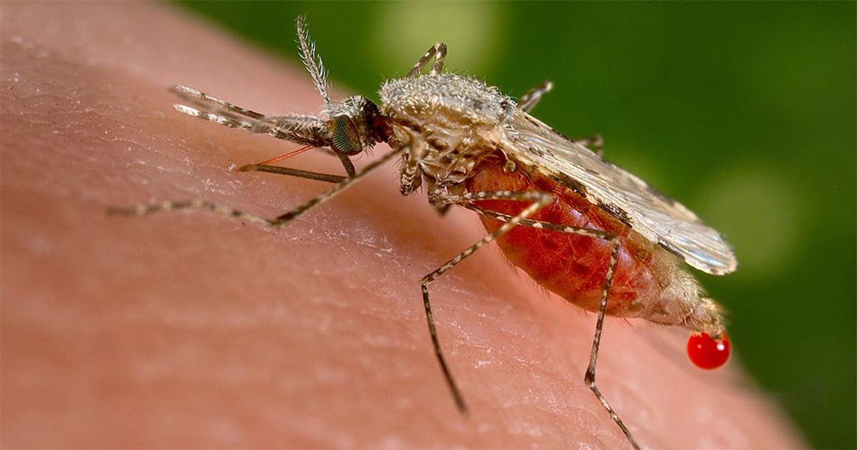Mudanças climáticas aumentam risco de malária no Brasil com a chegada do vetor Anopheles stephensi
