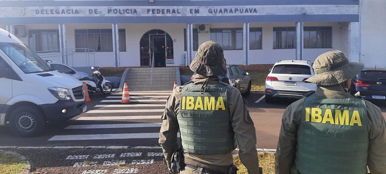 Ibama e Polícia Federal realizam operação contra exploração ilegal de araucária na Terra Indígena Mangueirinha