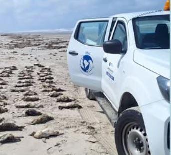 Pinguins-de-magalhães são encontrados mortos em praias do litoral sul de São Paulo em número alarmante