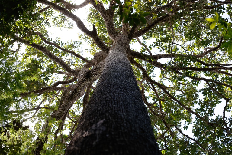 Bioeconomia se destaca como motor de desenvolvimento sustentável no Brasil com o programa BioRegio