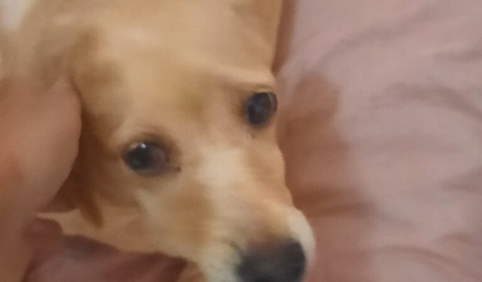 Cachorrinha Mel luta contra câncer linfático e precisa de apoio em vaquinha solidária