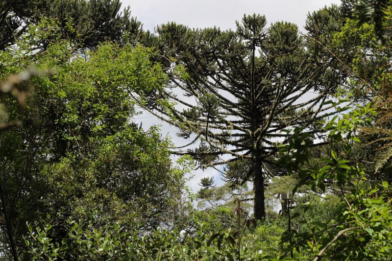 Caciques da etnia Kaingang são presos por suspeita de desmatamento ilegal na Terra Indígena Mangueirinhas