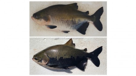 Pesquisadores da Unesp criam ferramenta de IA para monitorar estresse em tambaquis, promovendo bem-estar animal