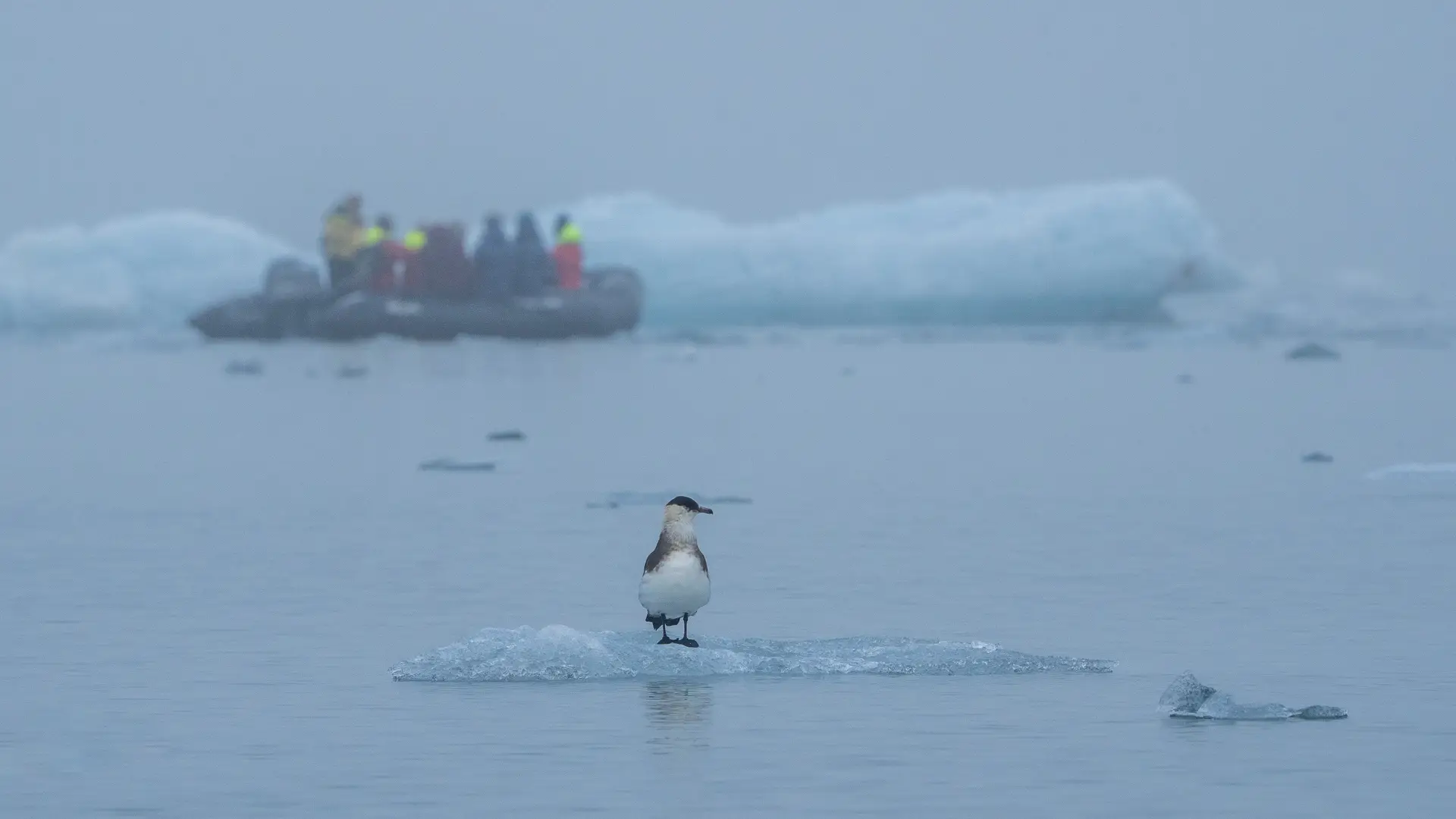 Miljöbild från Svalbard med natur och djurliv.