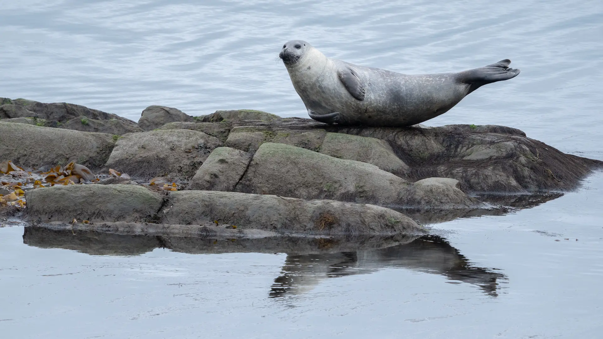 Miljöbild från Svalbard med natur och djurliv med en säl i fokus.