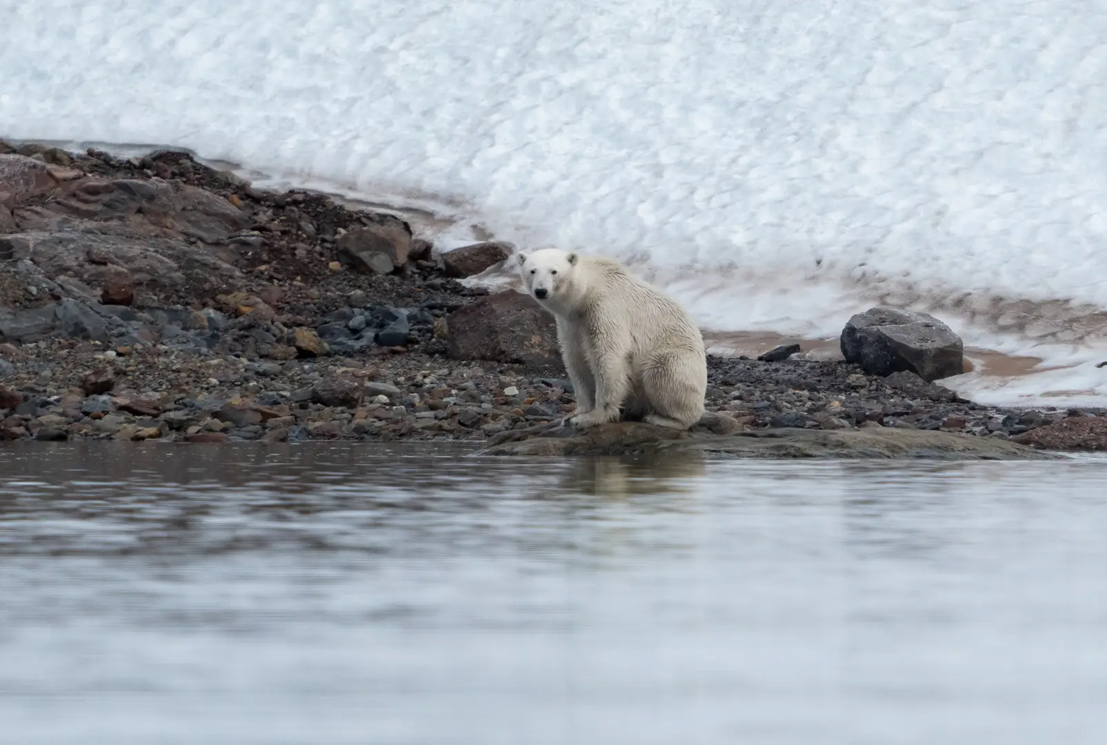 Miljöbild från Svalbard med natur och djurliv., med isbjörn i fokus.