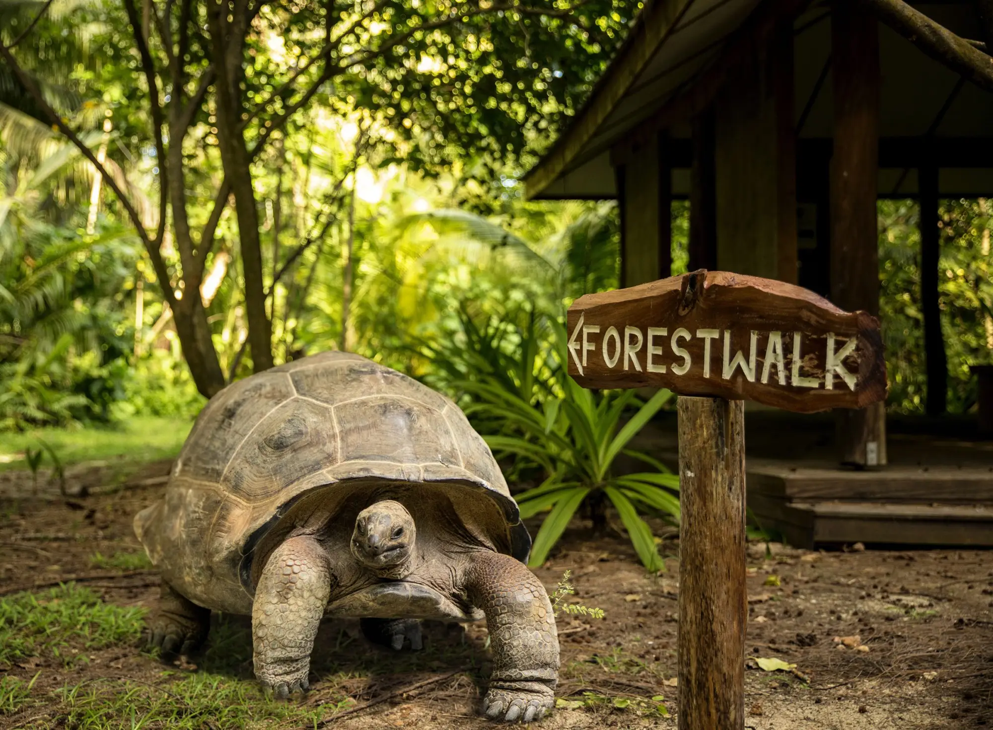 En stor sköldpadda intill en skylt med texten "Forest Walk"