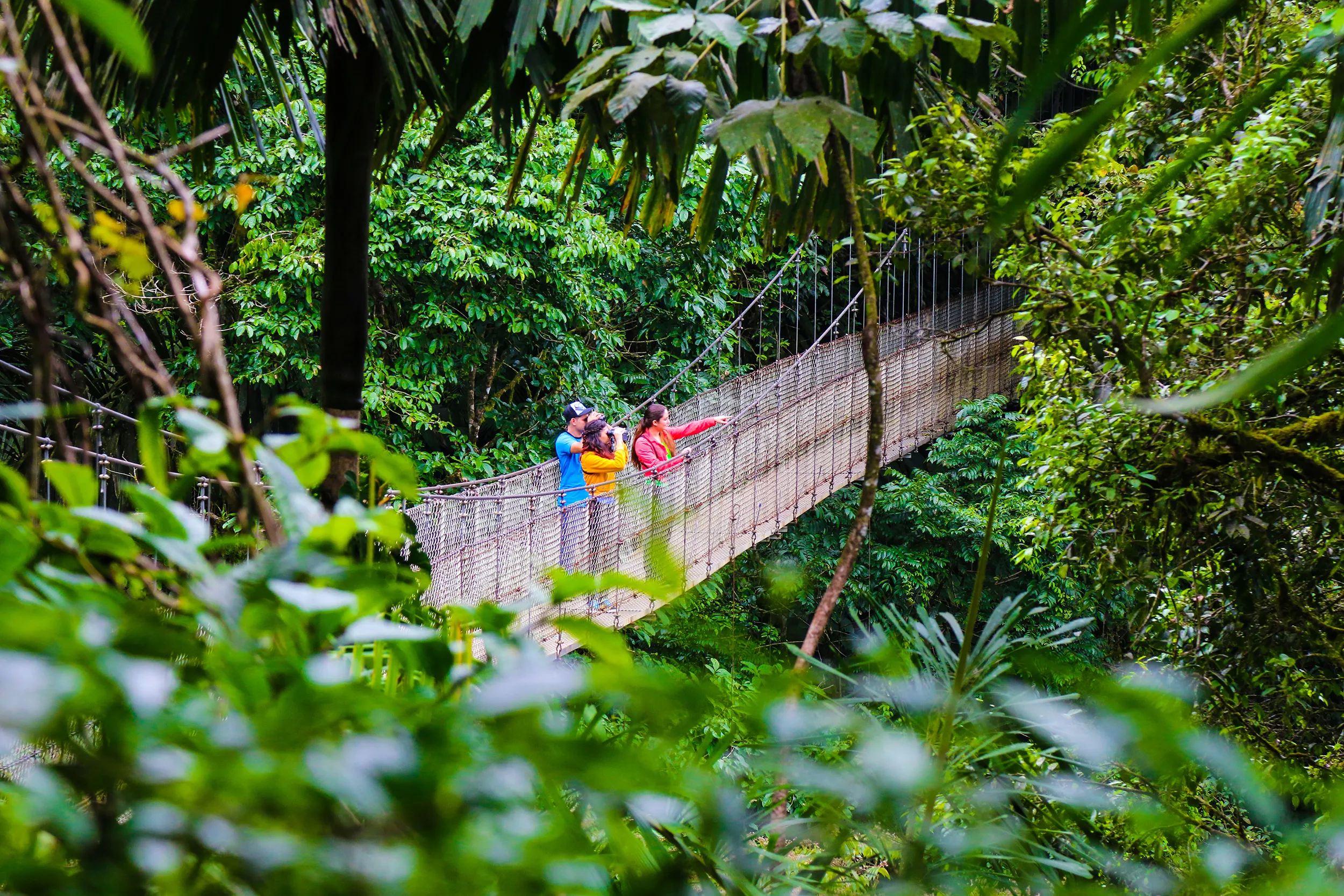 Vandring över hängbro i Costa Ricas molnskog, med utsikt över tät djungel och dimhöljda trädtoppar