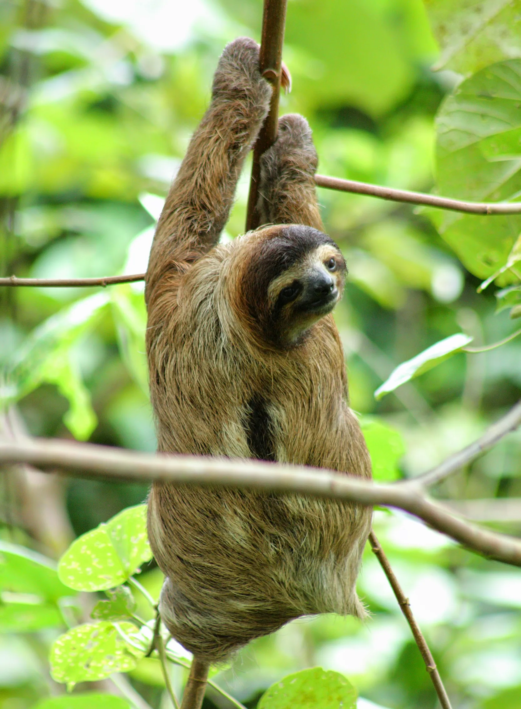 Sengångare som klättrar i träd i Costa Ricas regnskog, omgiven av grönskande vegetation