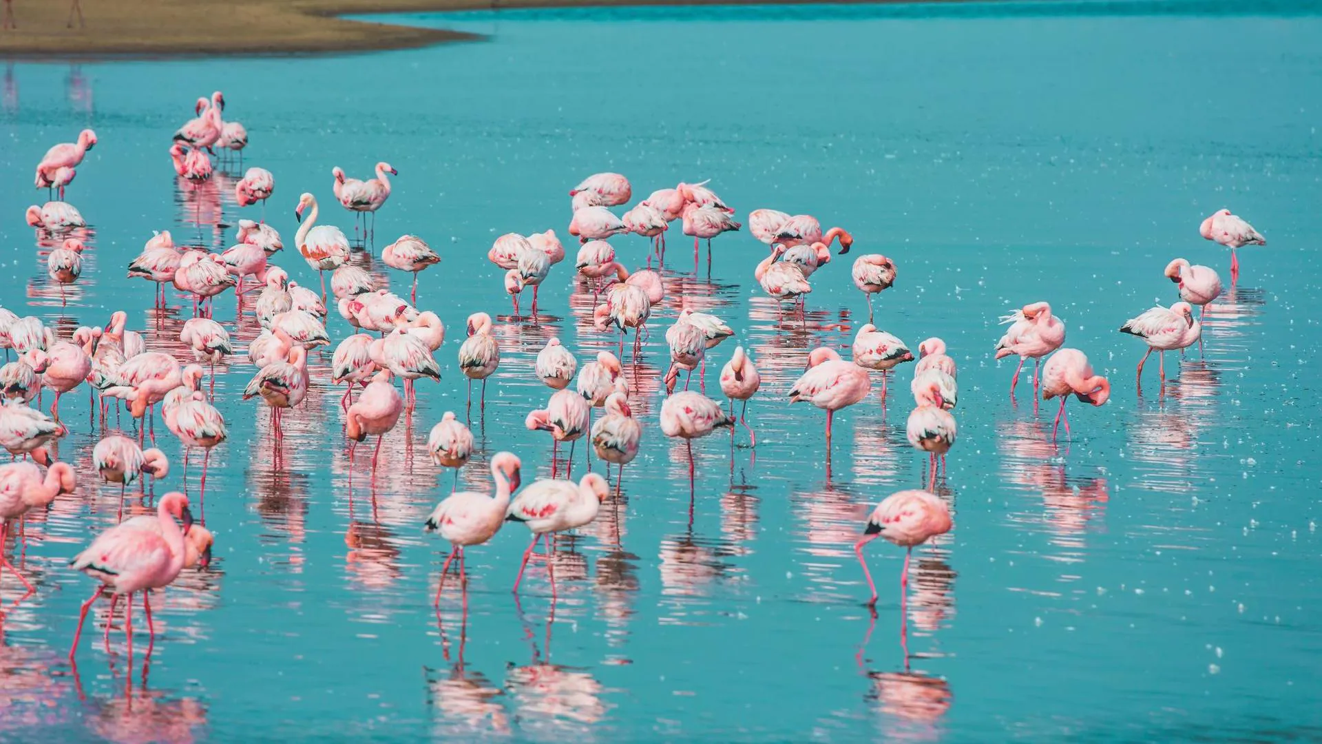 Rosa flamingos samlade i grunt vatten vid kustlandskap i Namibia under klart dagsljus.