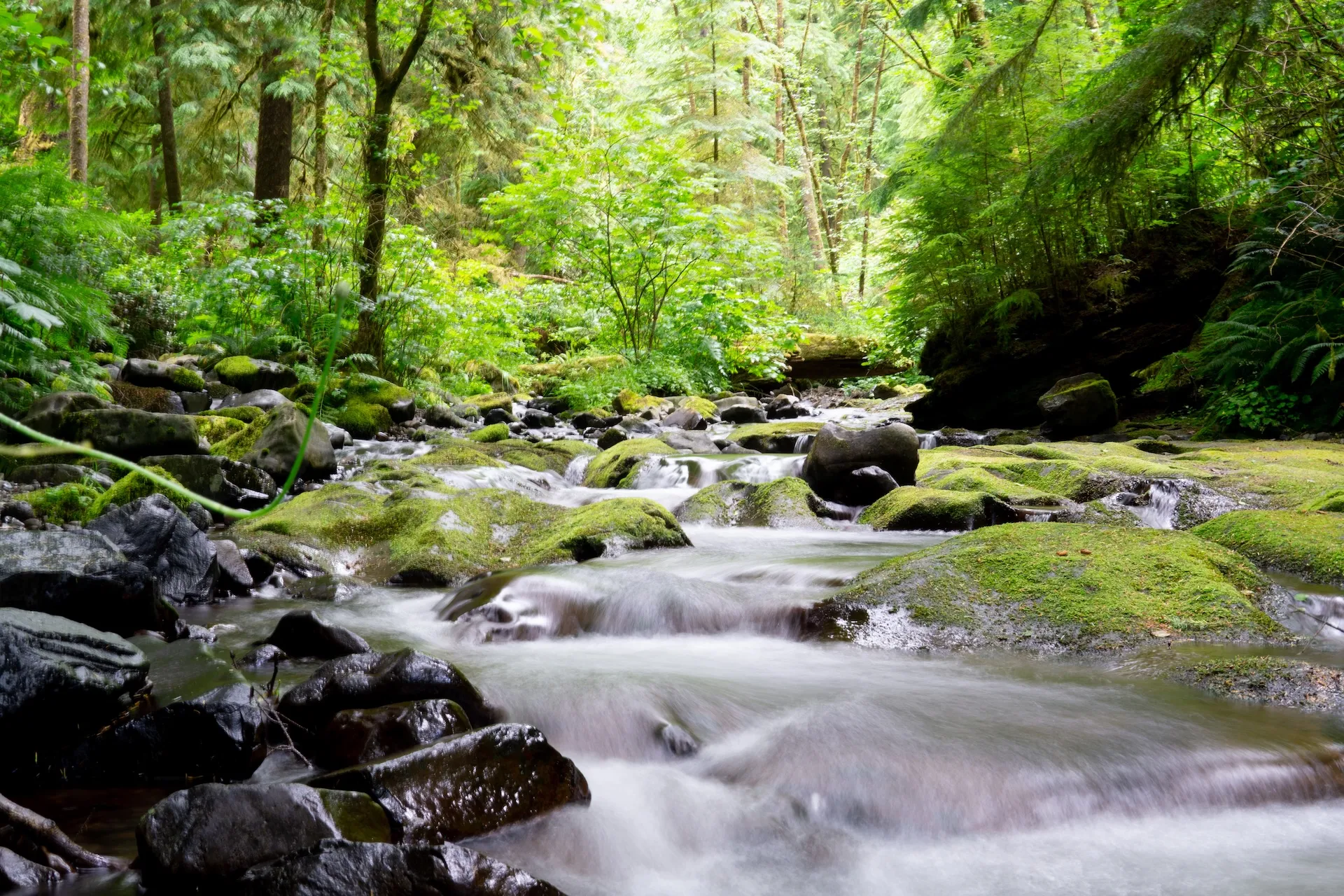 Stream flowing over moss-covered rocks surrounded by dense green forest.