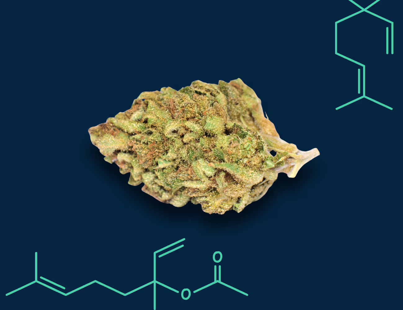 Discover why the same cannabis strain can feel different across brands. Learn how pheno hunting influences flavor, aroma, and flower quality at Perfect Union.