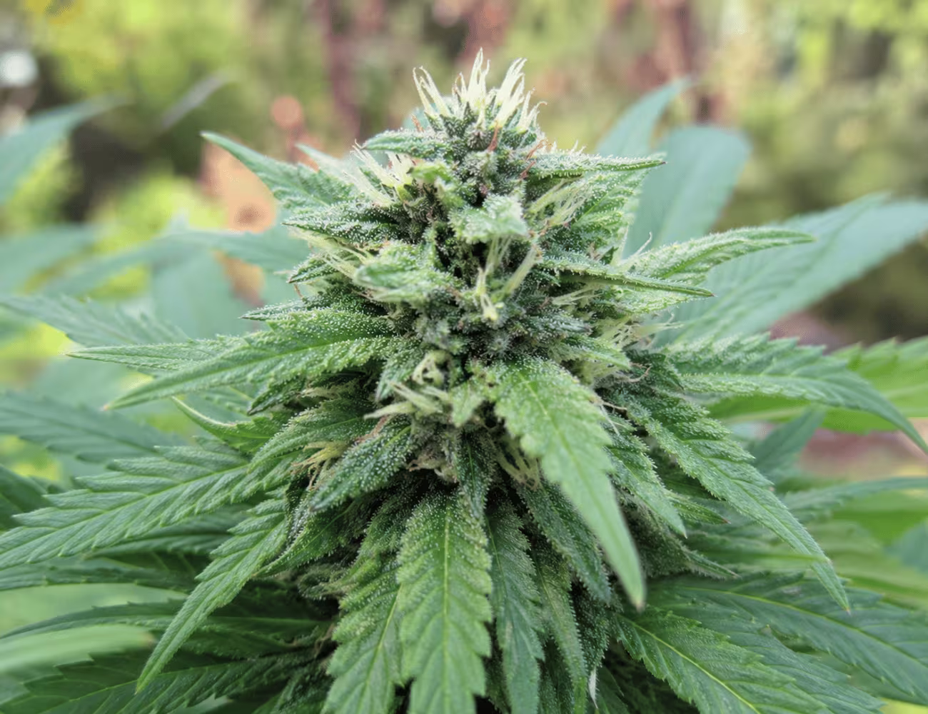 Learn how microdosing cannabis fits summer sessions with flower, vapes, and concentrates from Coastal Sun, Dabwoods, and Cap City at Perfect Union.