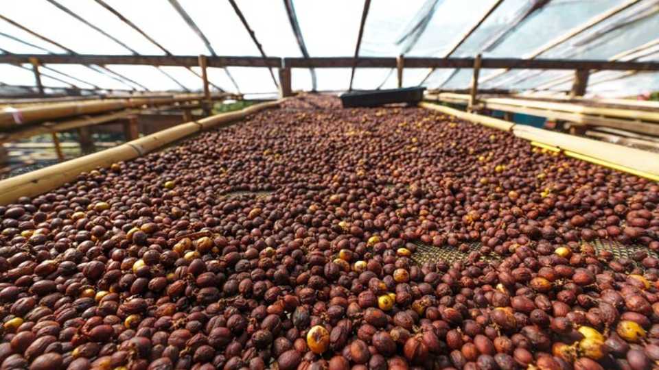 Private coffee tour at a local family farm from Guatape