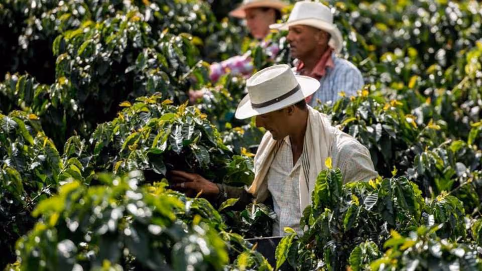 Private coffee tour at a local family farm from Guatape