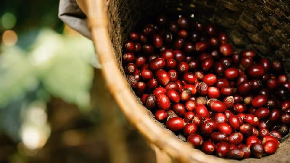 Private coffee tour at a local family farm from Guatape