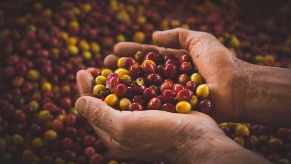 Private coffee tour at a local family farm from Guatape