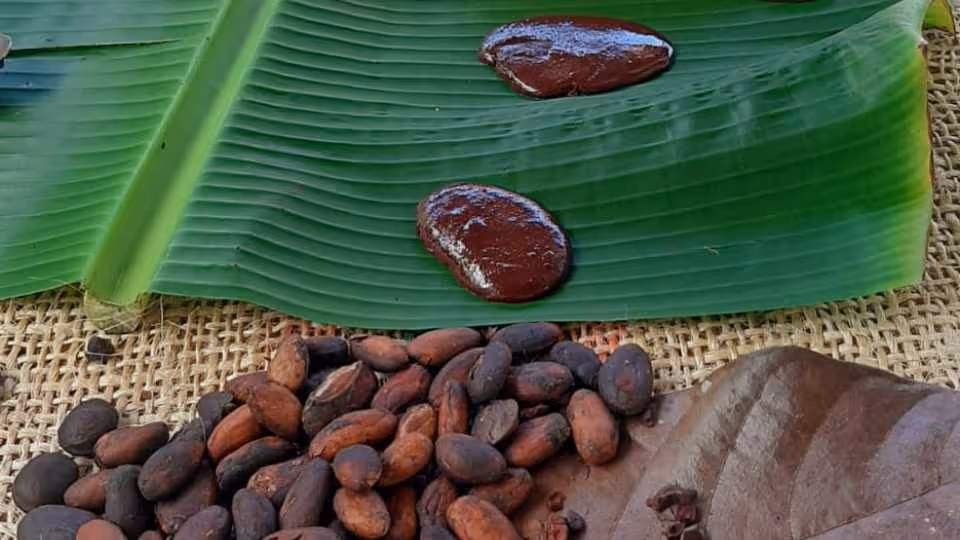 The Cacao Experience: From Bean to Bliss in San Francisco