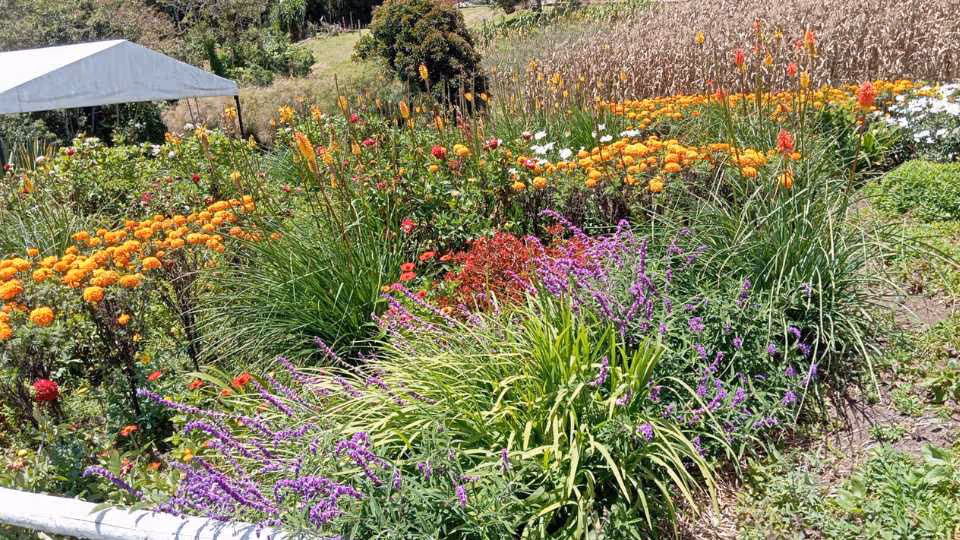 Arví Park & Santa Elena Adventure: Forests, Flowers & More to Explore from Medellin