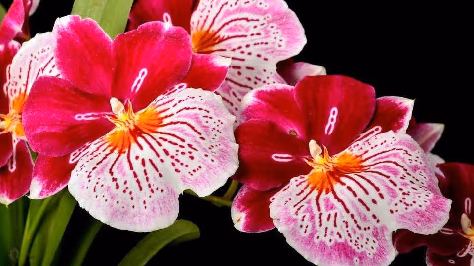 Orchids of Antioquia: Nature’s Living Jewels — A Journey of Color & Beauty from Medellin