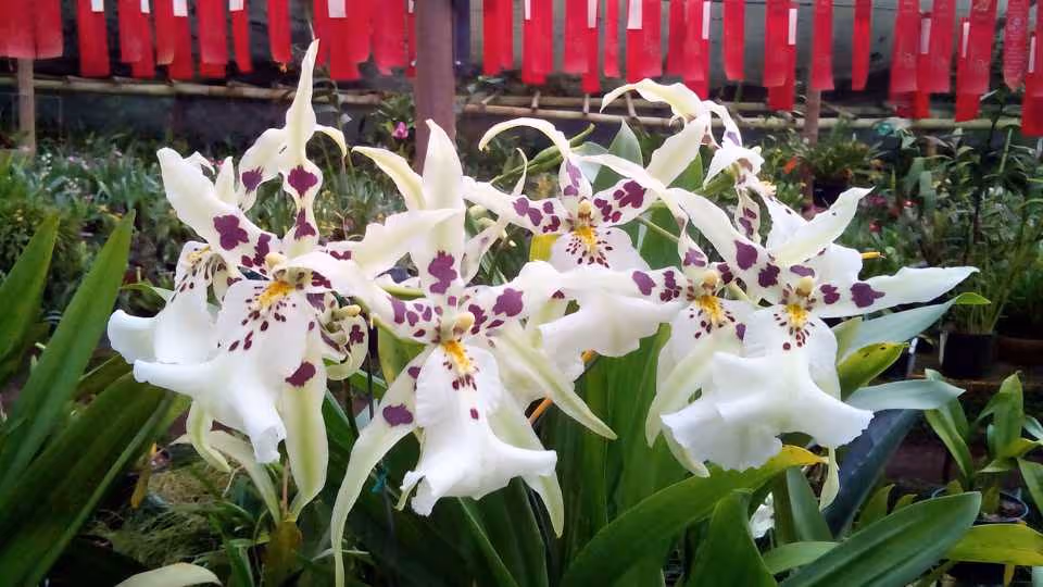 Orchids of Antioquia: Nature’s Living Jewels — A Journey of Color & Beauty from Medellin