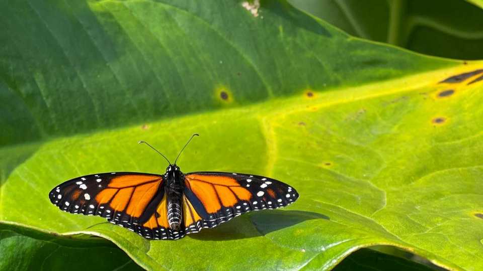 Guatapé (optional paragliding, coffee, atv, boat) tour from Medellin