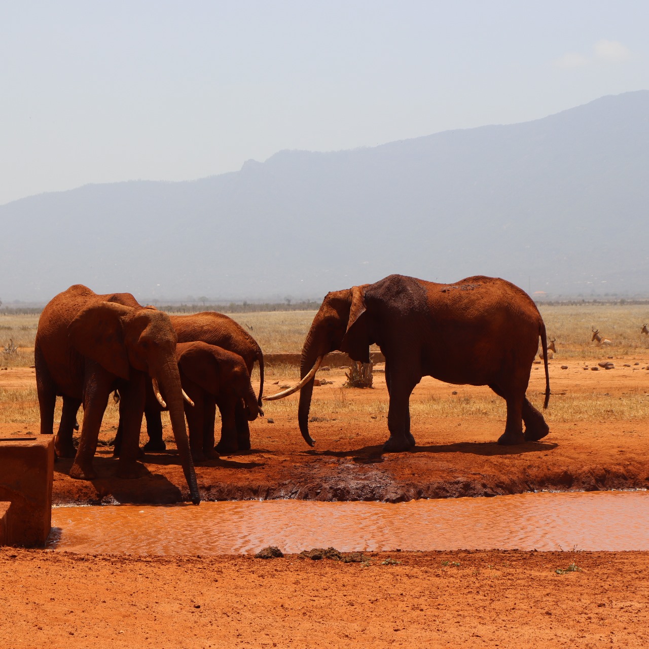 Safari: A Journey into the Wild