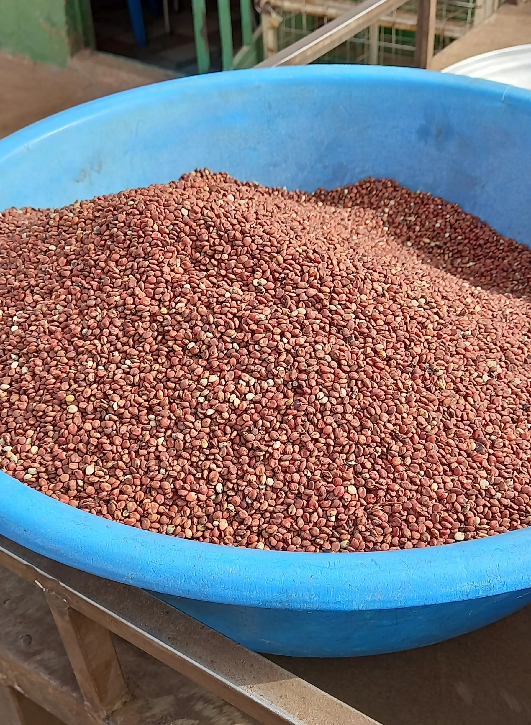 Close-up of red sorghum grains