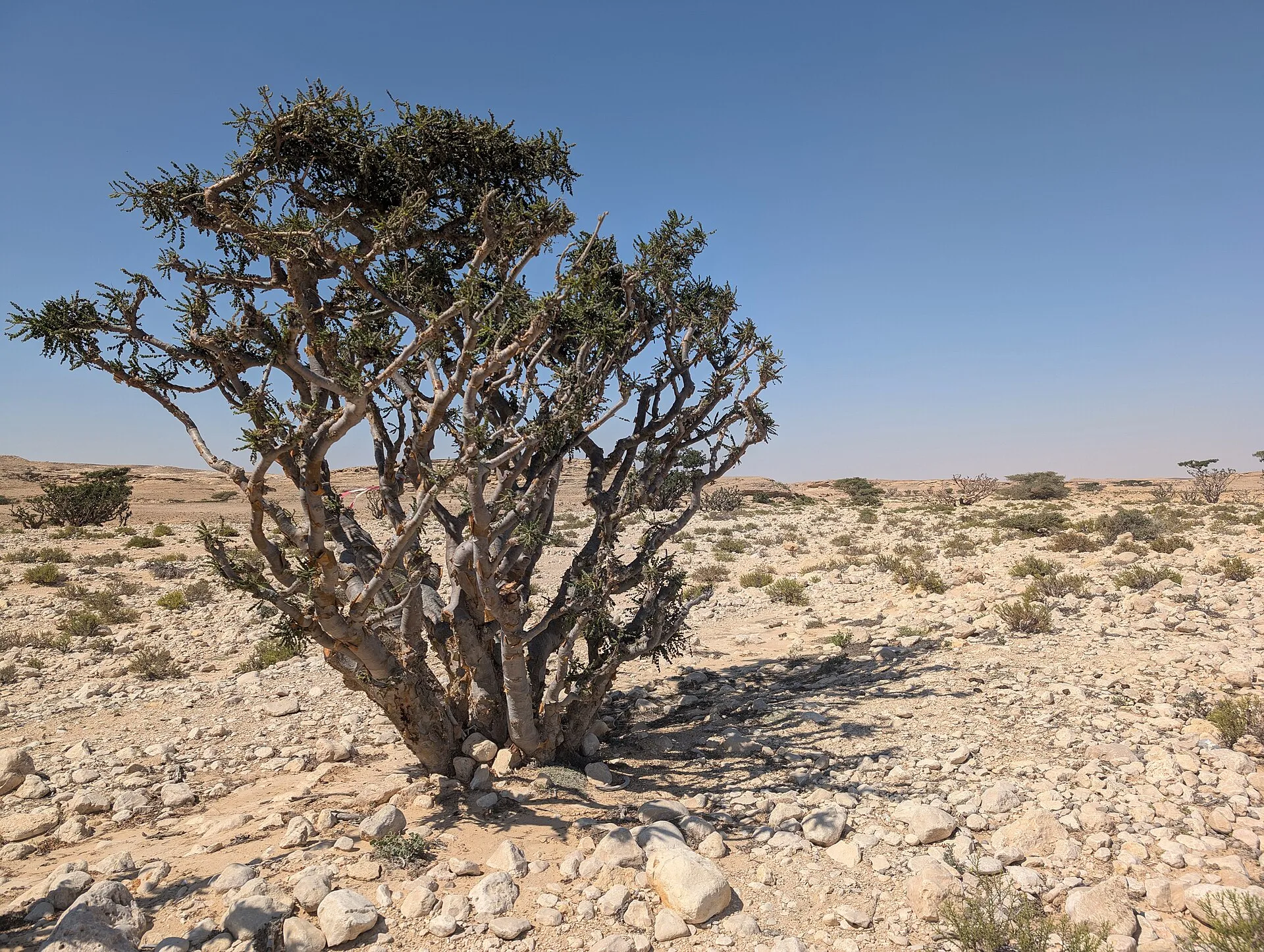 A branching frankincense tree growing on dry ground at Wadi Dawkah, Oman
