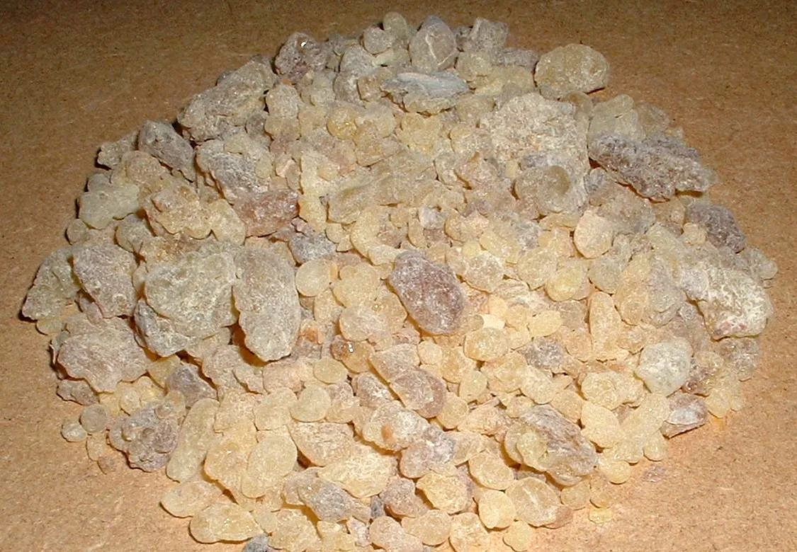 Pale lumps of harvested frankincense resin