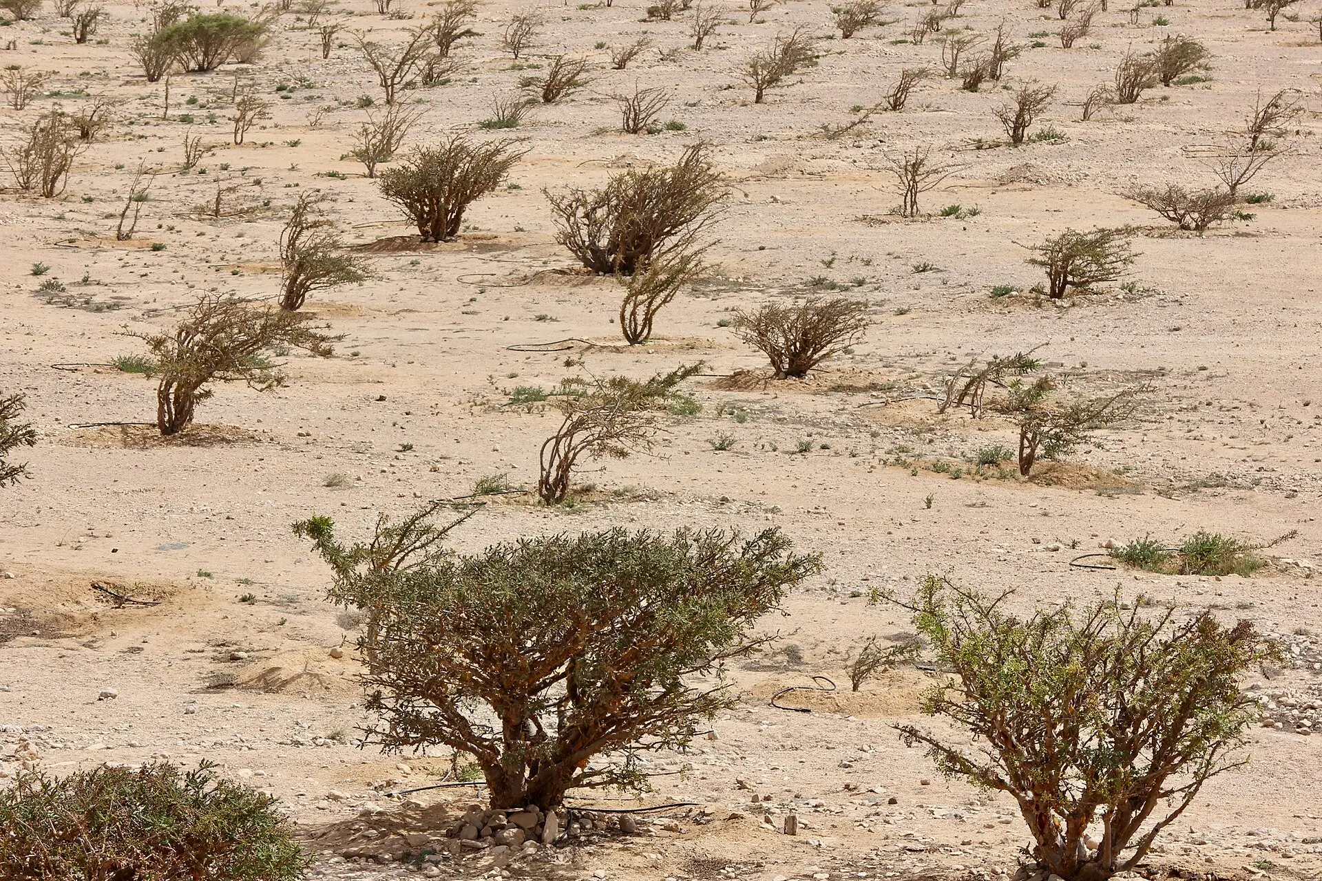 Frankincense trees scattered across Wadi Dawkah in Oman