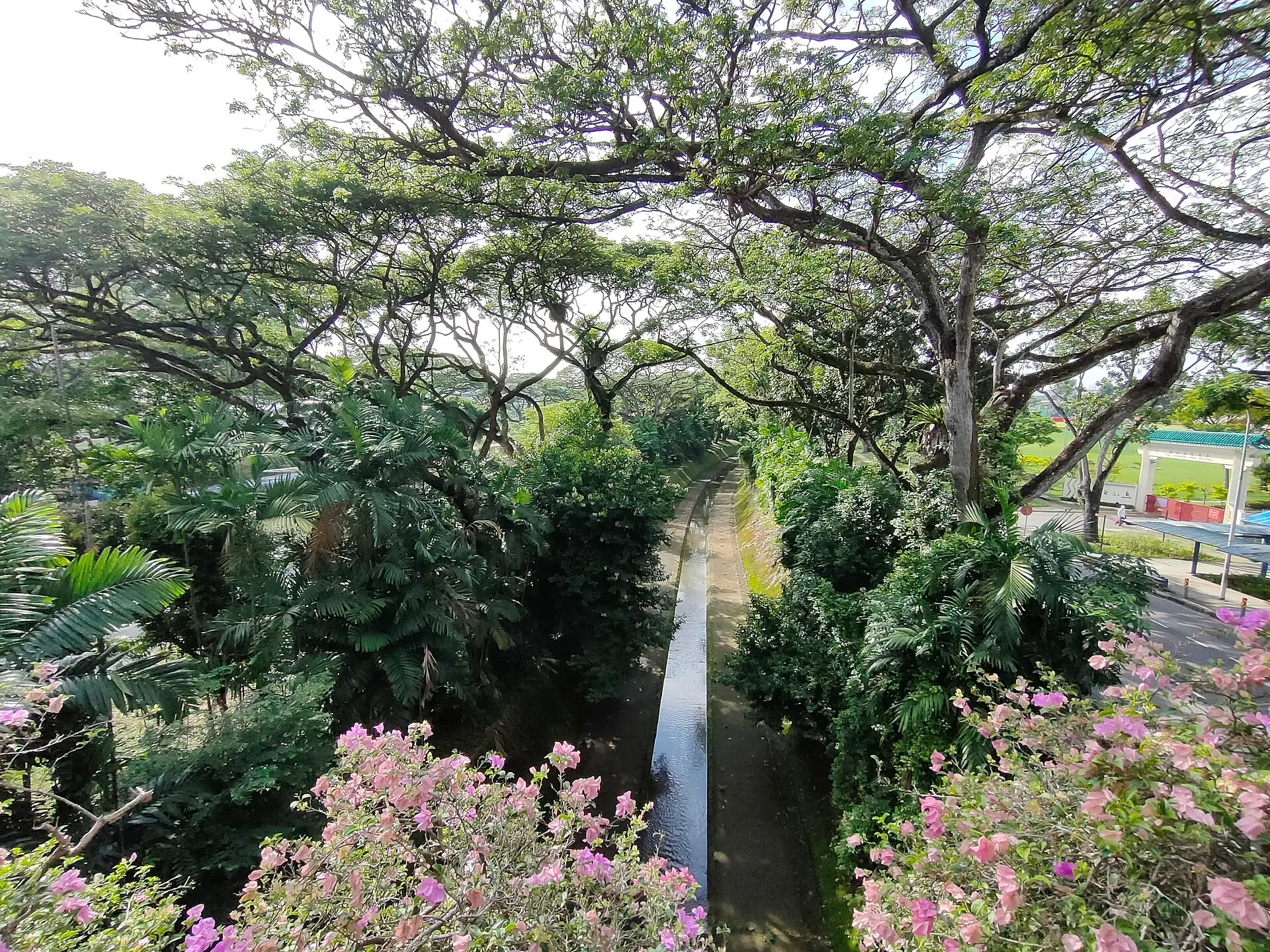 Trees lining Bukit Timah Road in Singapore beside a large drain