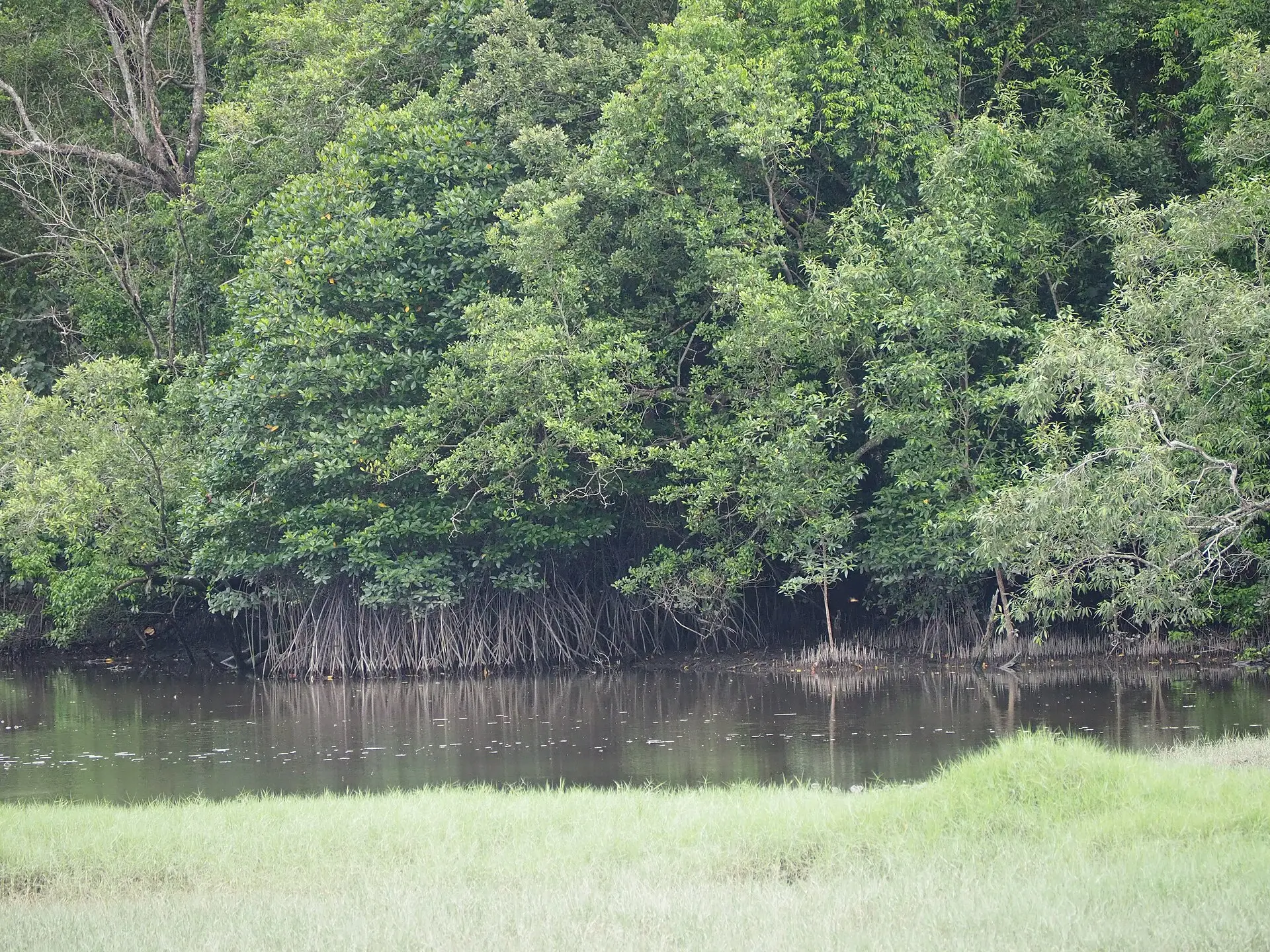 Mangrove forest at Sungei Buloh Wetland Reserve in Singapore