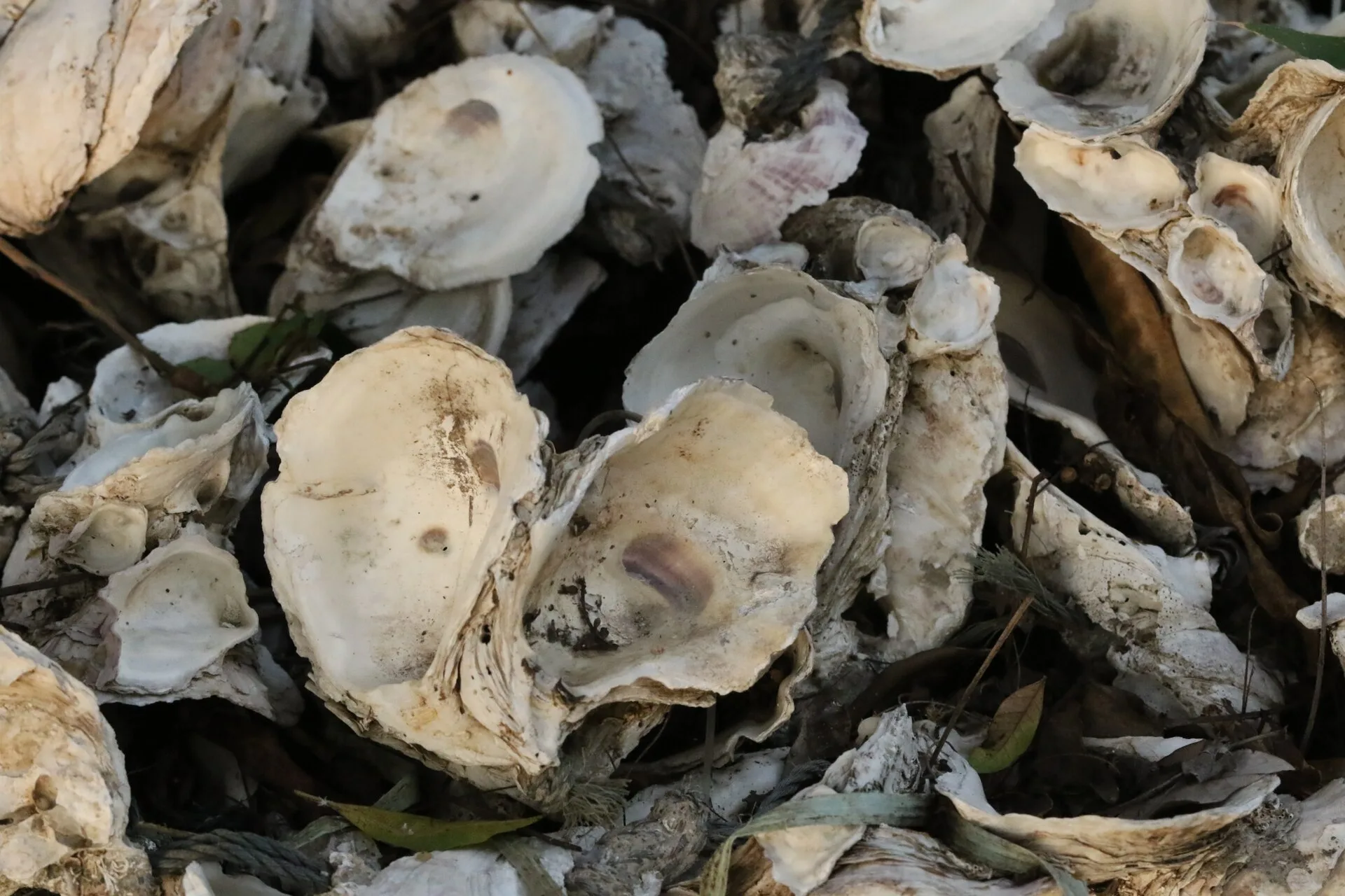 Shells of Hong Kong oysters, Magallana hongkongensis