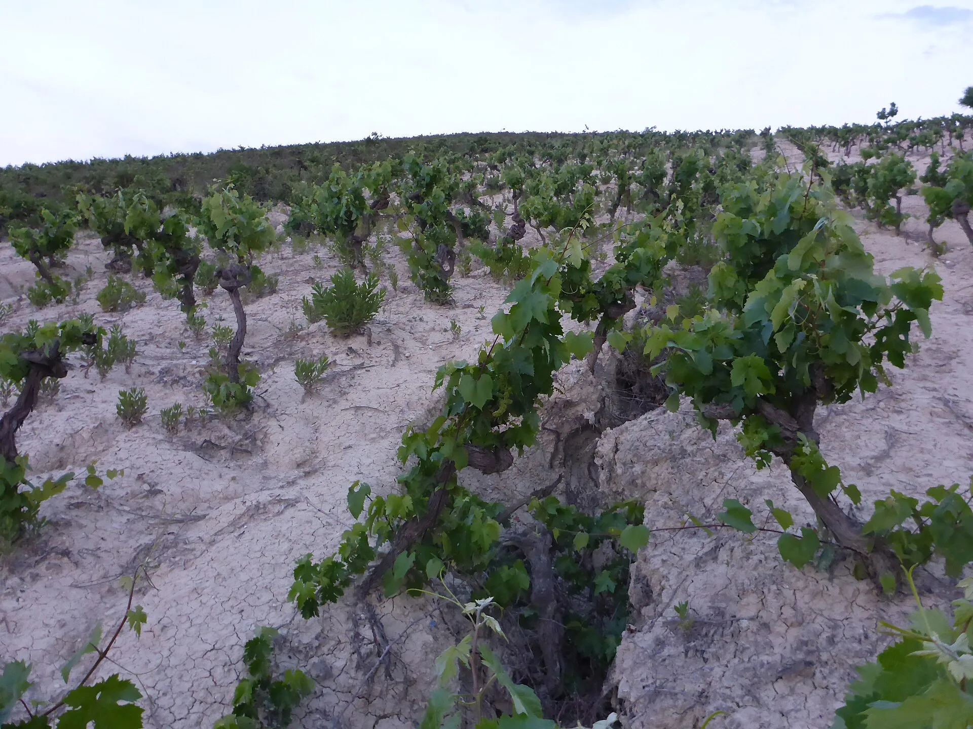 Vineyard rows on white albariza soil near Jerez