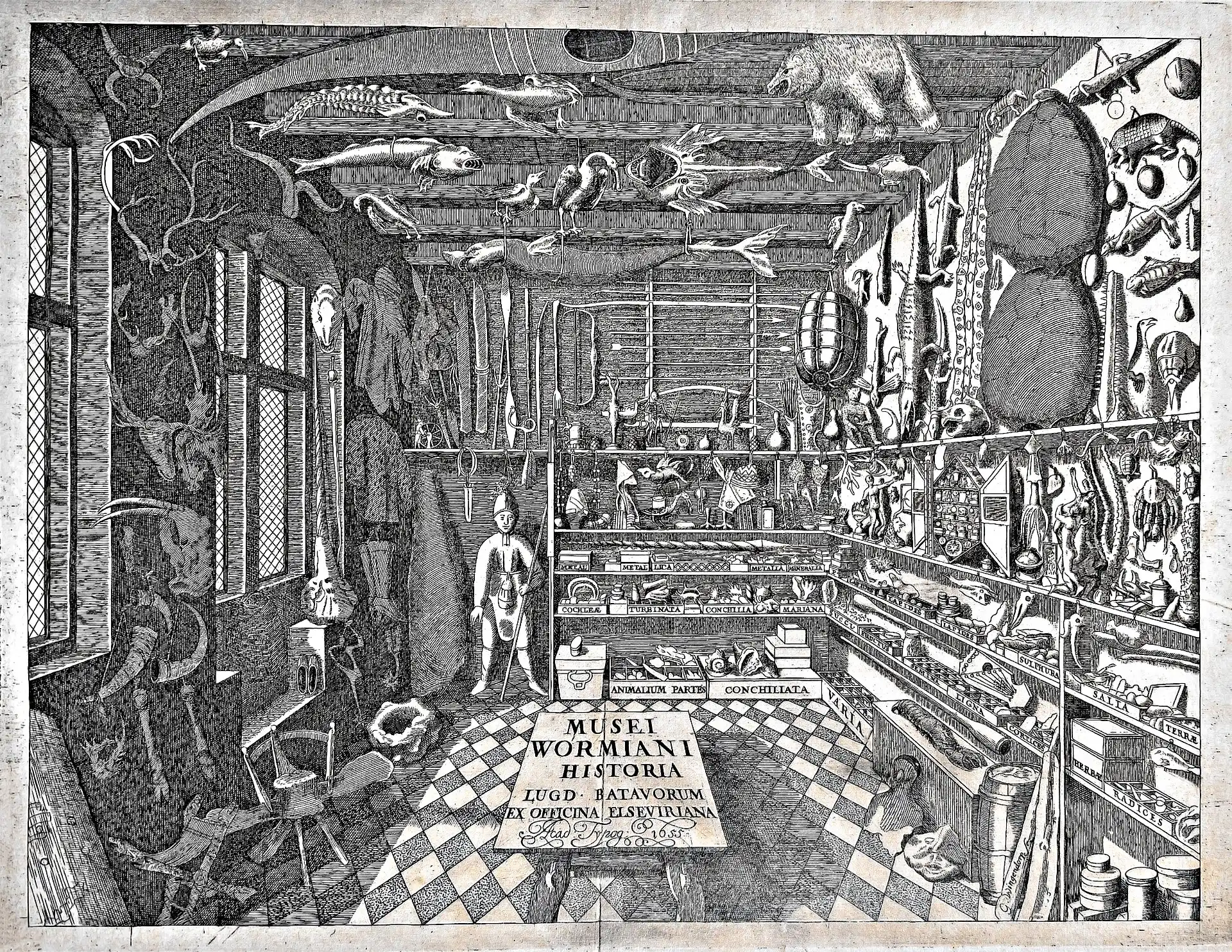 Engraving of Ole Worm's cabinet of curiosities, a room of shelves crowded with specimens