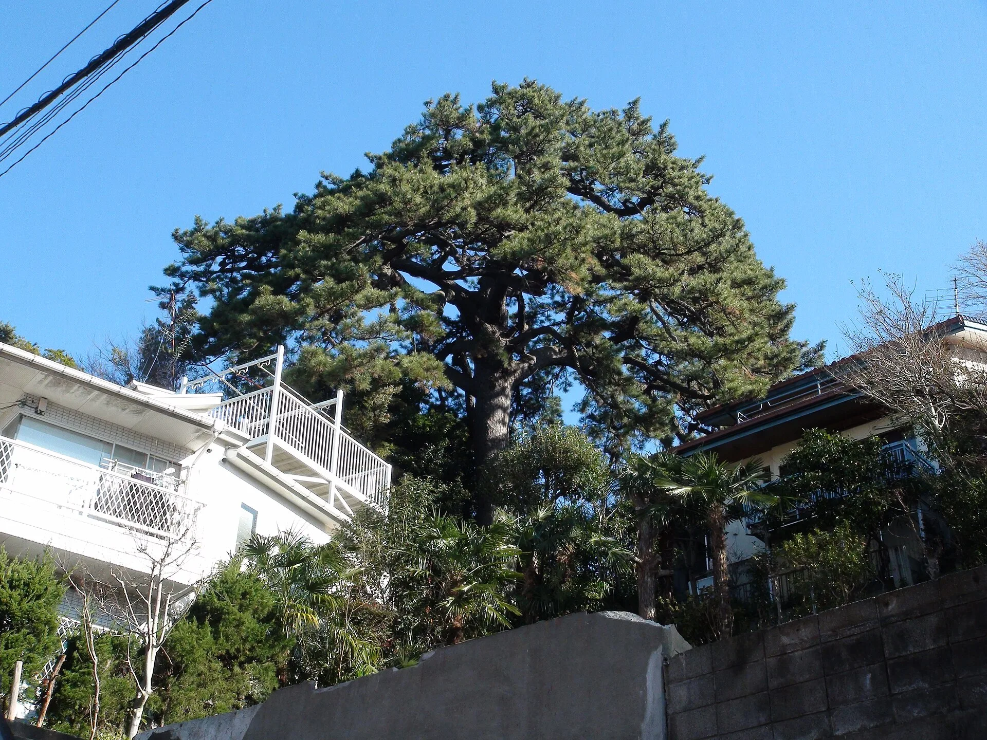 Mature Japanese black pine with spreading branches in Tokyo