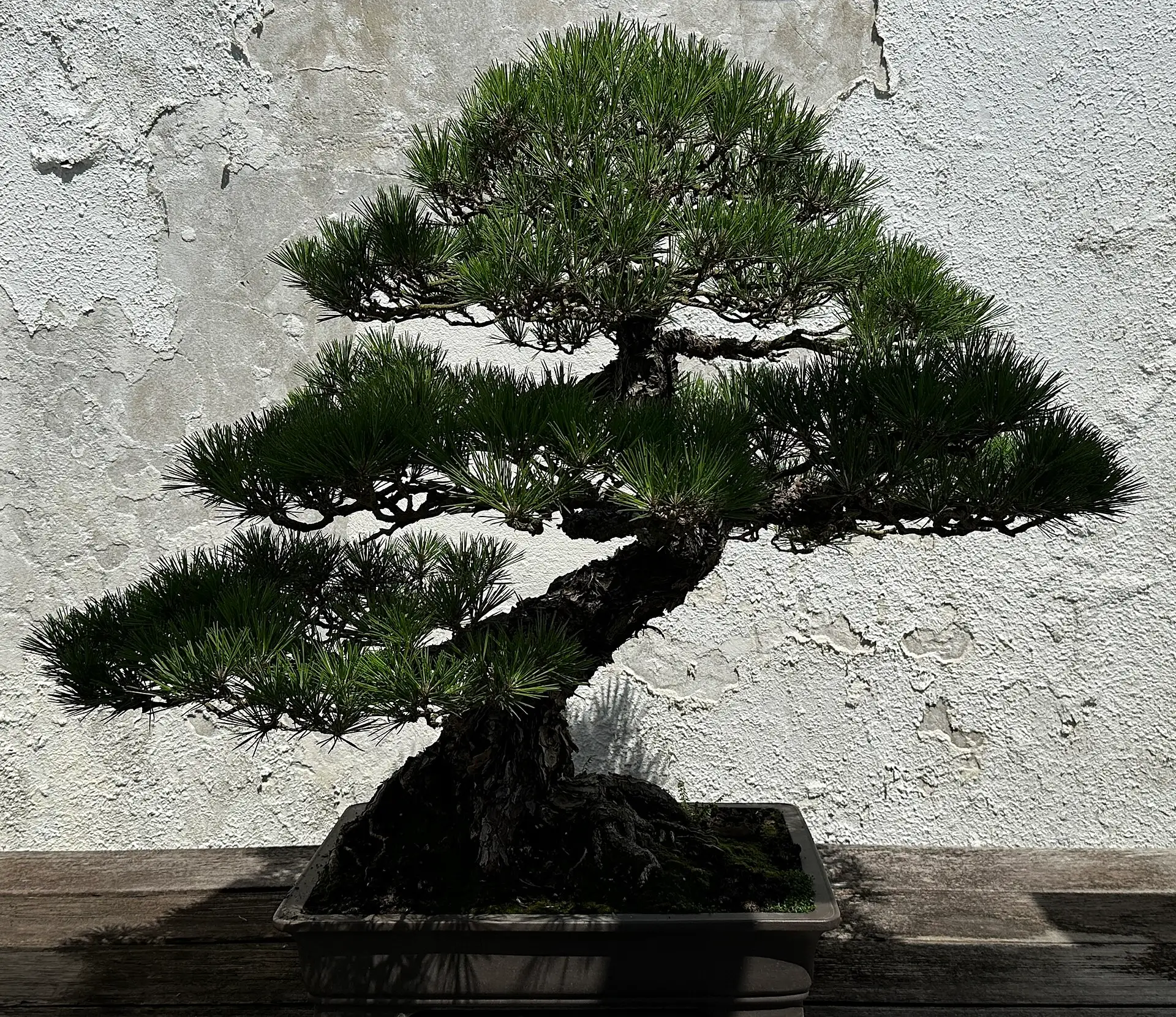 Japanese black pine bonsai in a shallow pot
