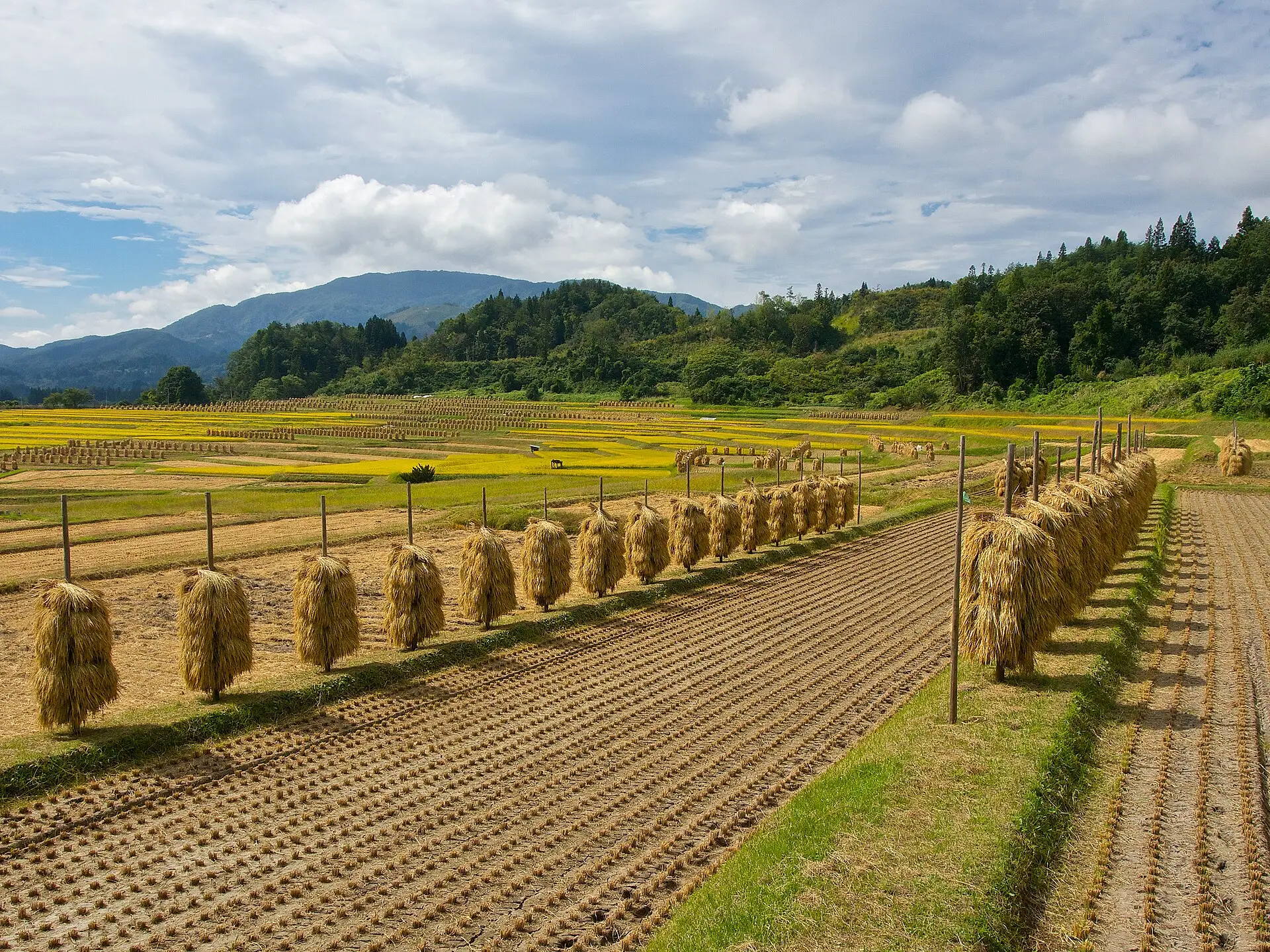 Rows of harvested rice sheaves hanging on wooden racks in a Japanese paddy field