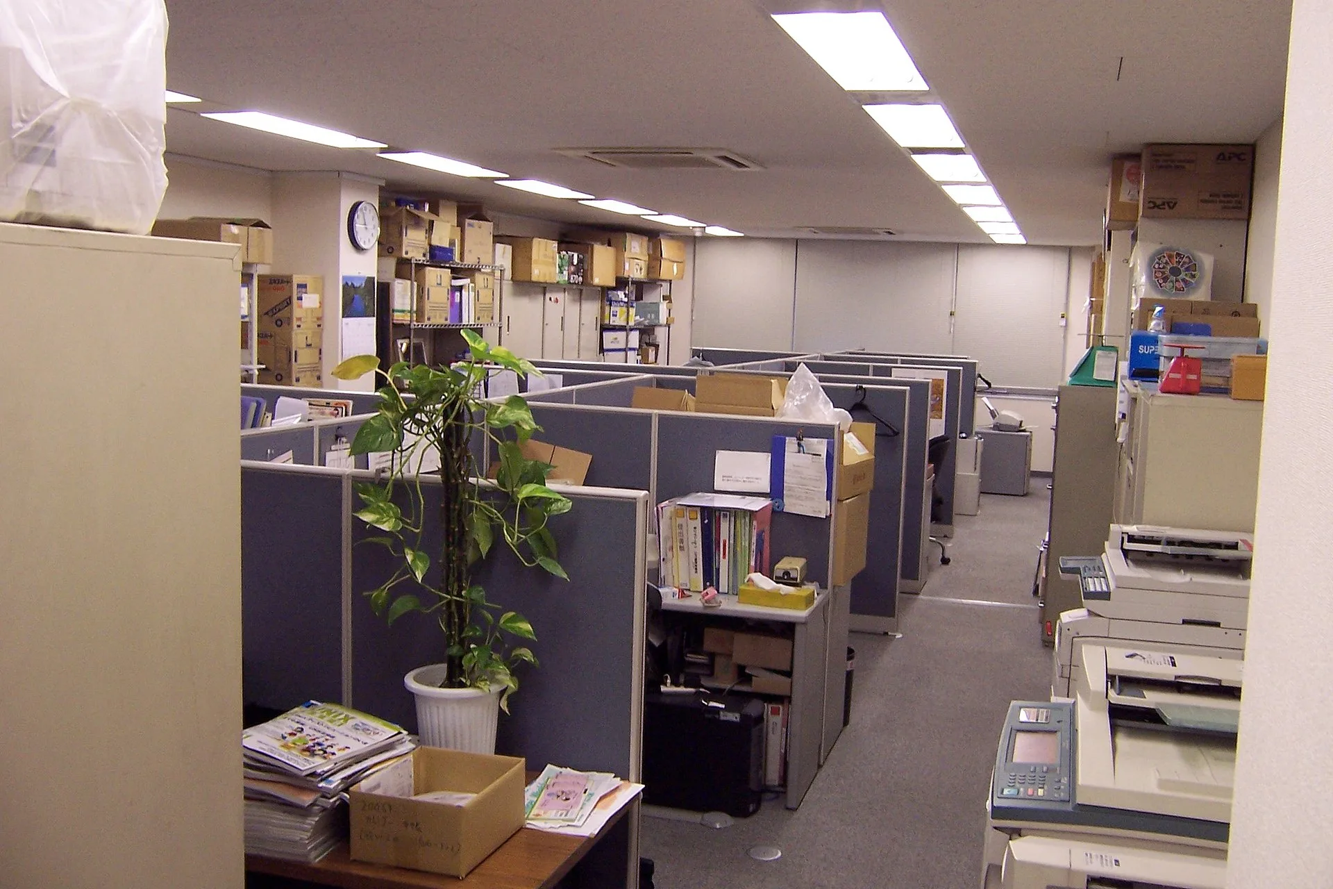 Open-plan office with cubicle desks and a tall potted plant