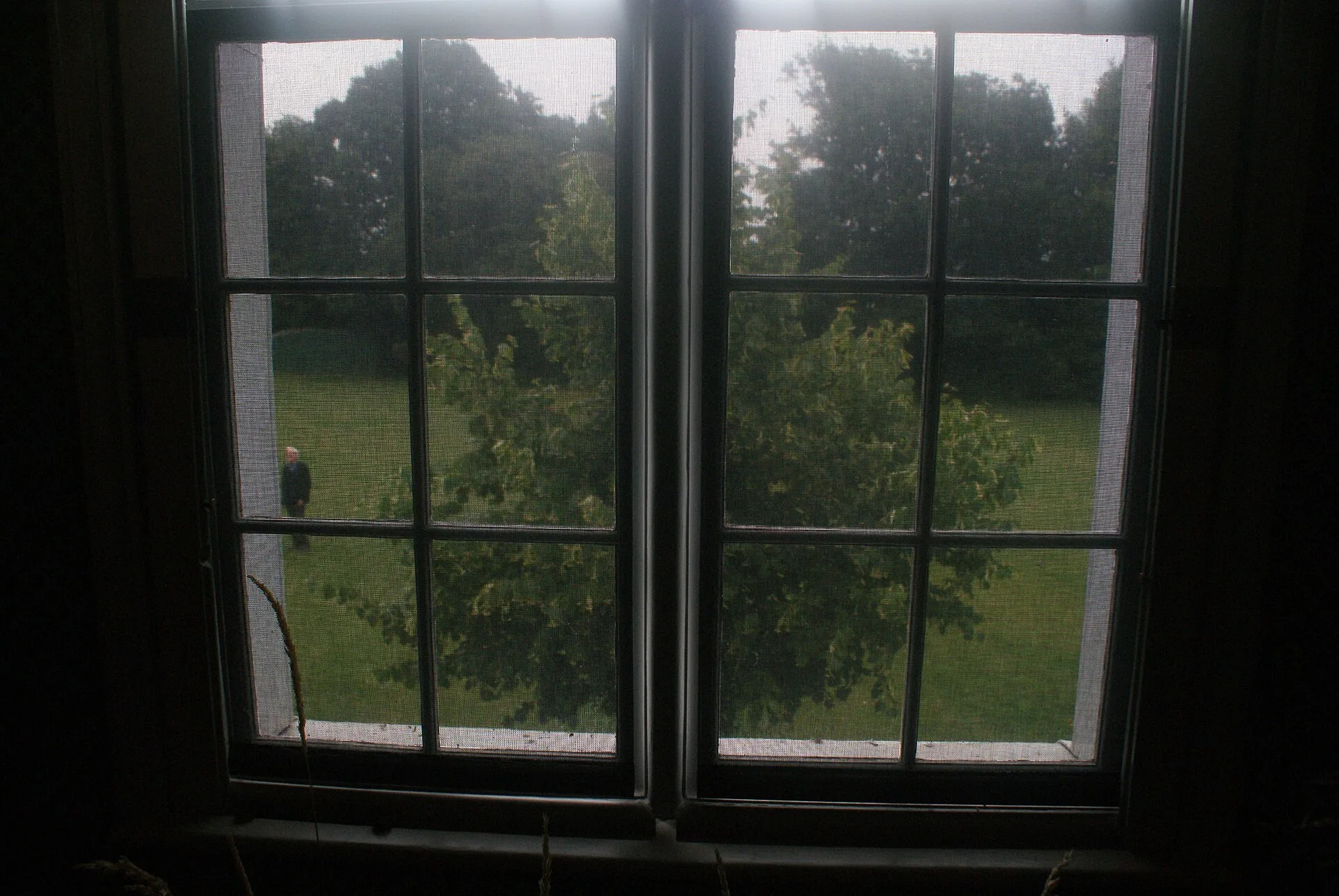 Leafy tree and lawn seen through a dark-framed sash window