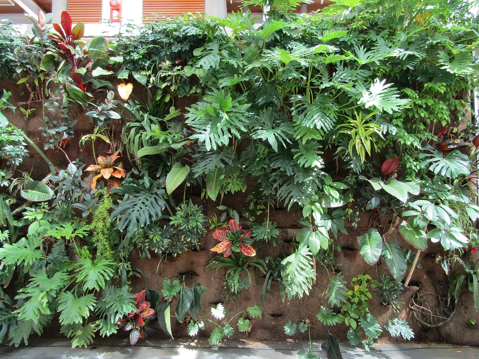 Indoor wall densely planted with leafy tropical plants
