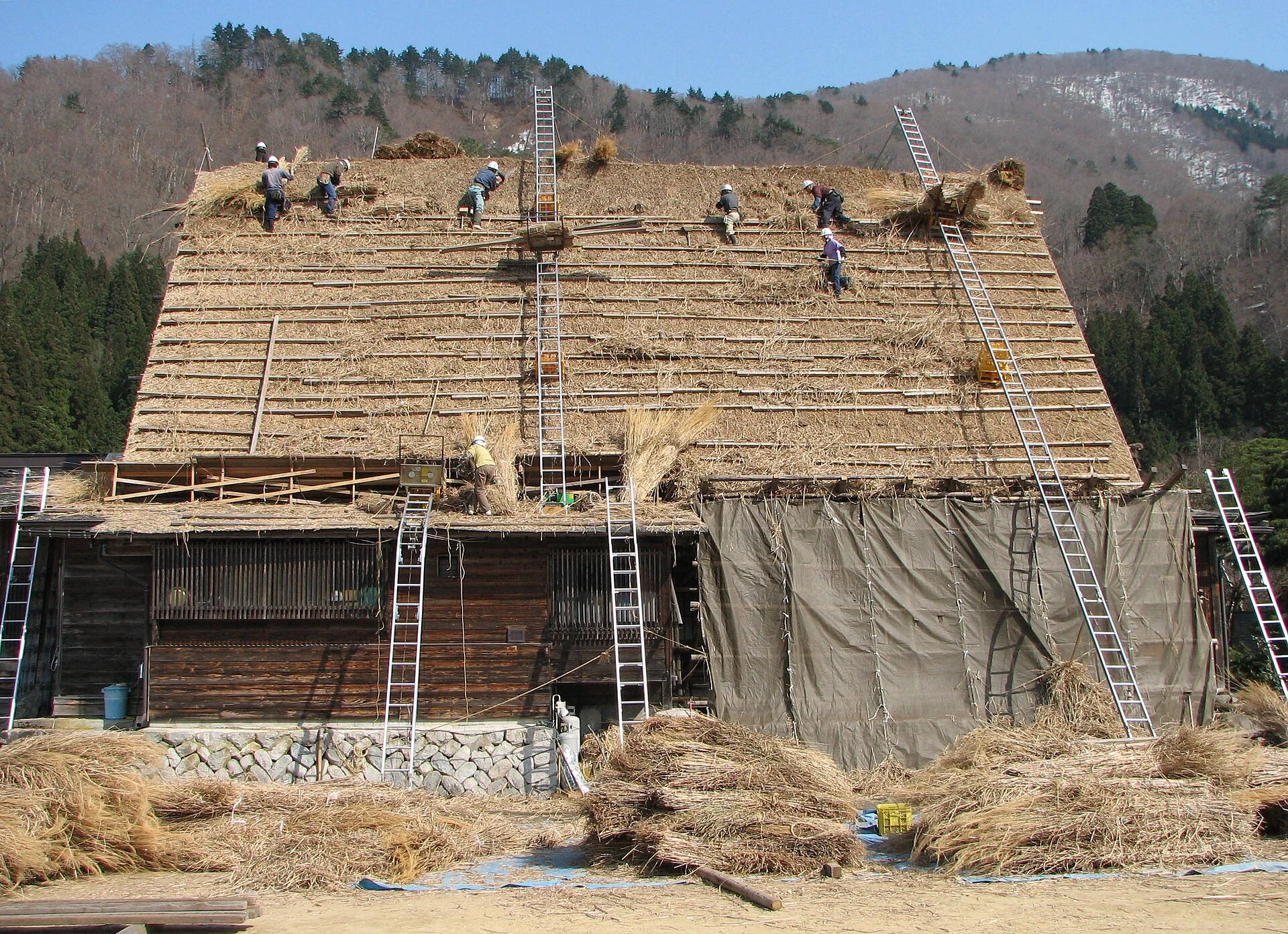 Workers on ladders rethatching a steep gassho-zukuri roof
