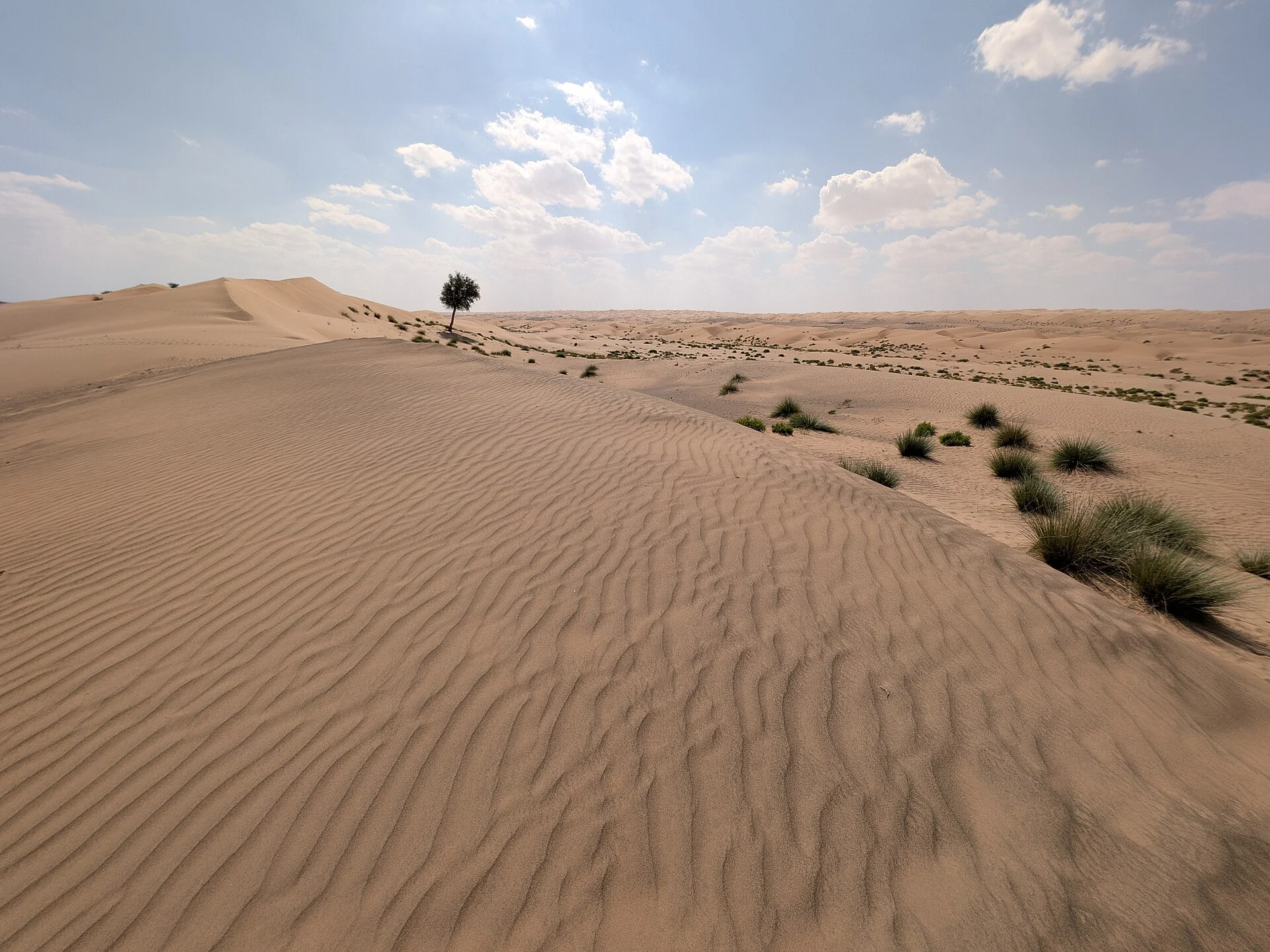 Wind-rippled sand dune with a single ghaf tree on the crest