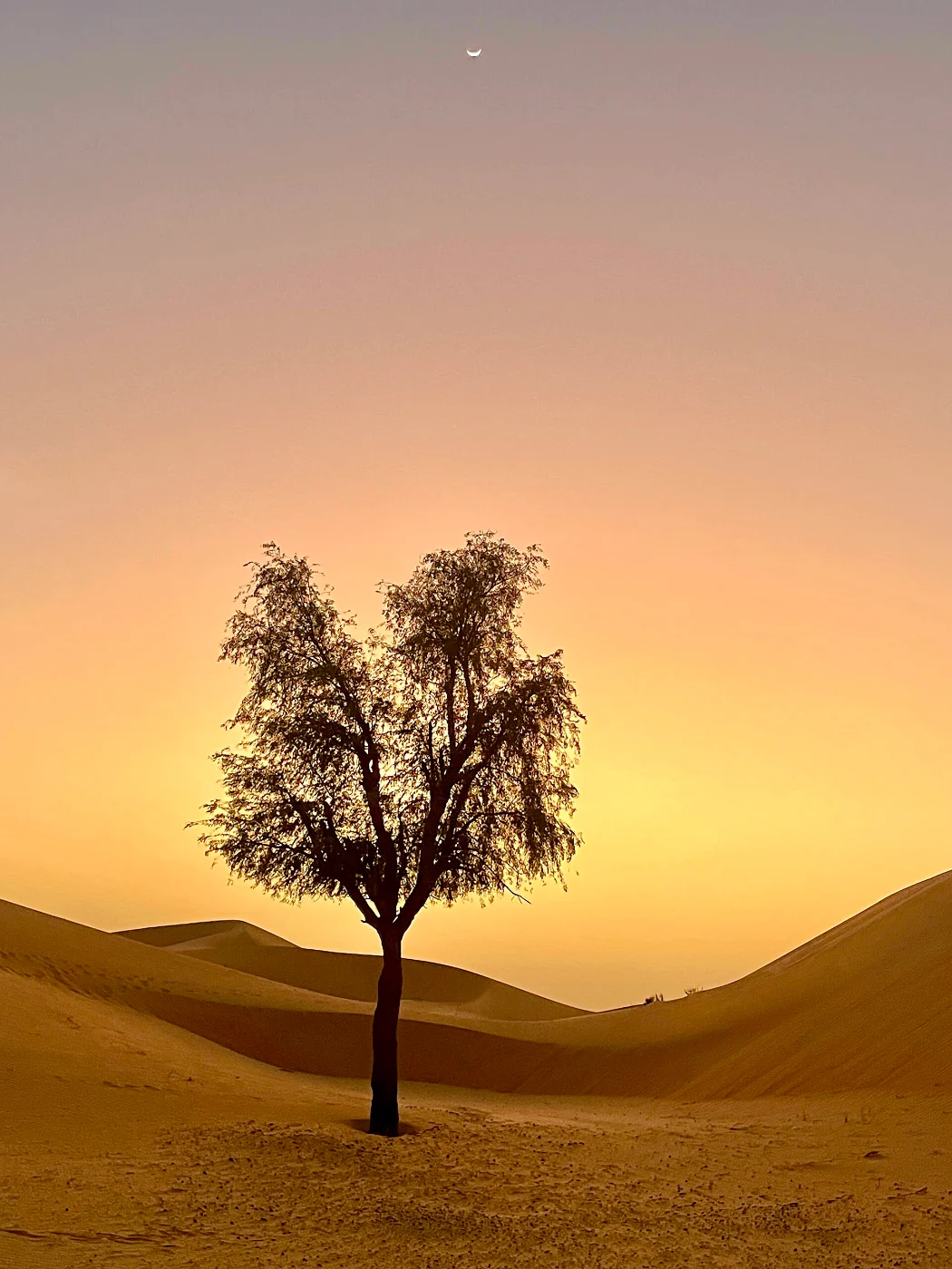 Silhouette of a ghaf tree among dunes at dusk with a new moon
