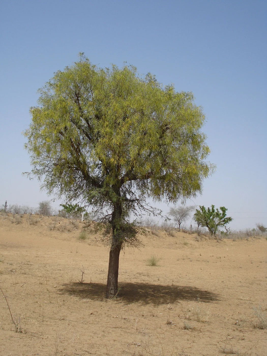 Khejri tree with a rounded green crown on dry open ground